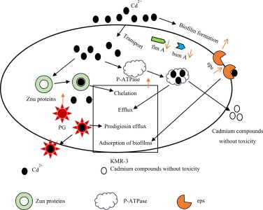 How bacteria remove toxic cadmium using biofilms and proteins