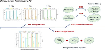 How Pseudomonas fluorescens 2P24 Removes Nitrogen from Wastewater