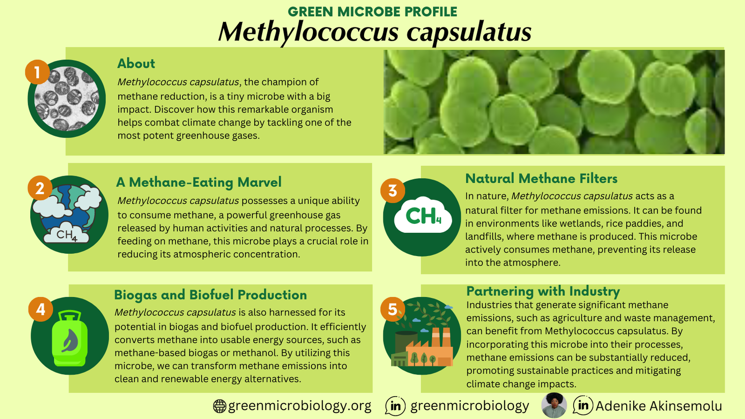 Methylococcus capsulatus