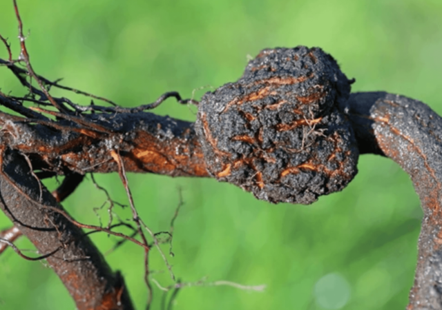 Agrobacterium radiobacter