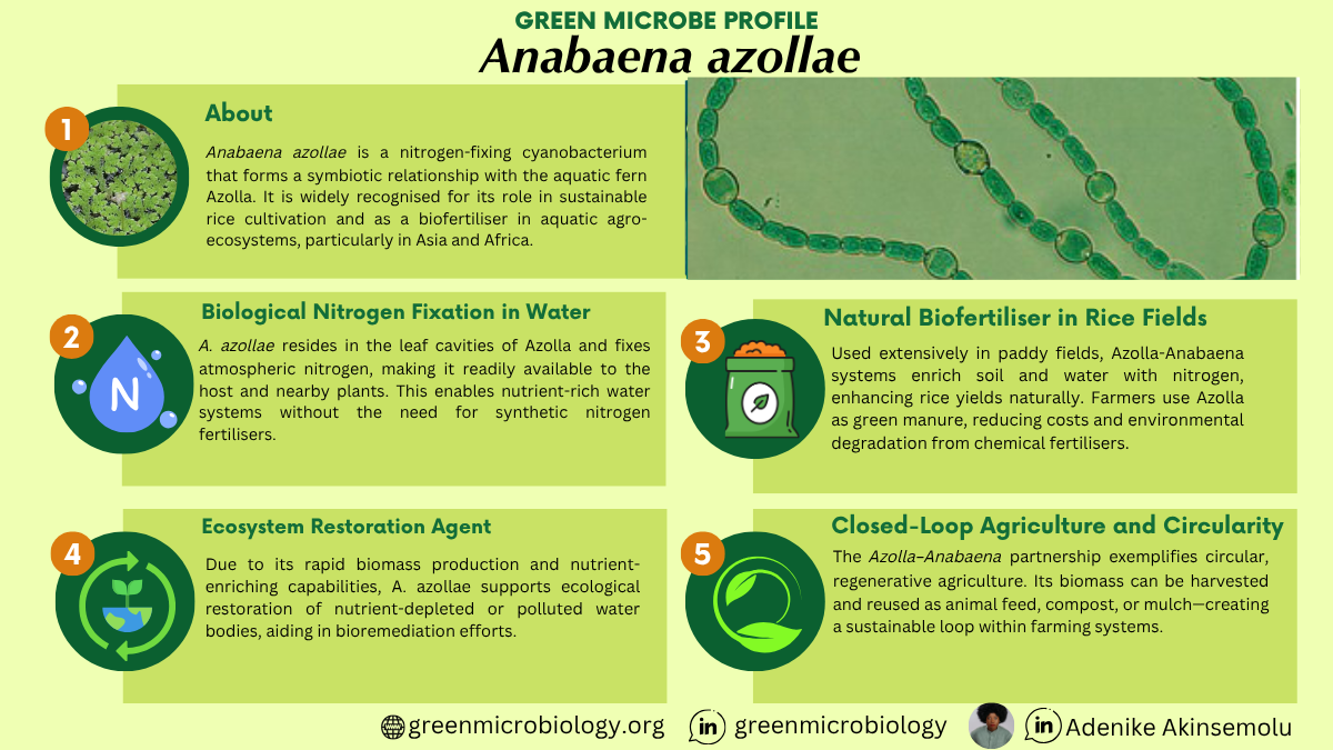 Anabaena azollae