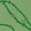 Anabaena azollae