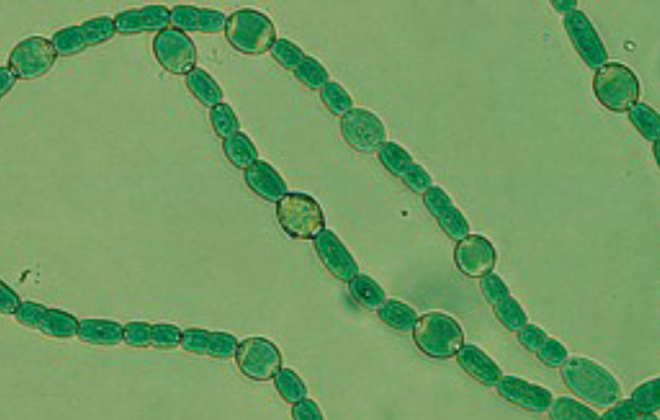 Anabaena azollae