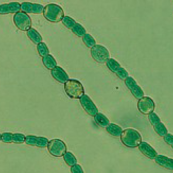 Anabaena azollae
