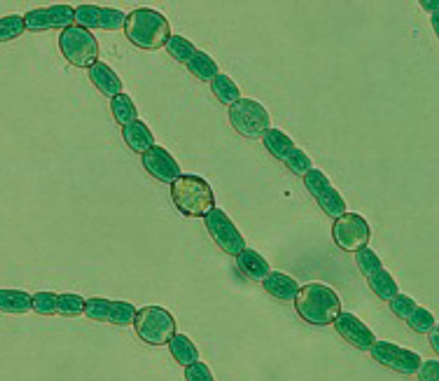 Anabaena azollae