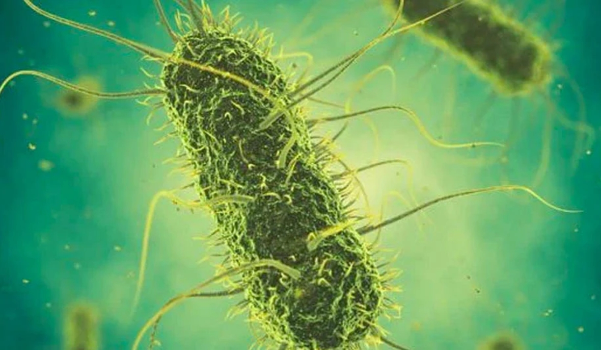 Azospirillum amazonense