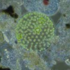 Azotobacter chroococcum