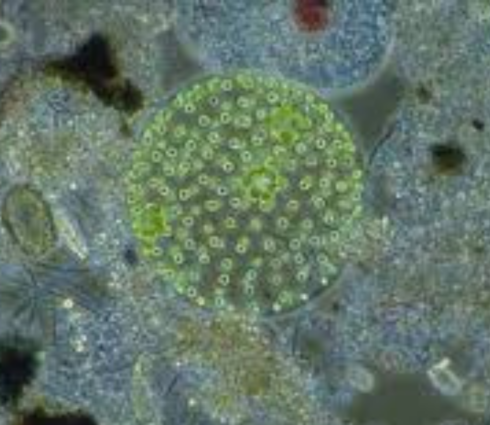 Azotobacter chroococcum