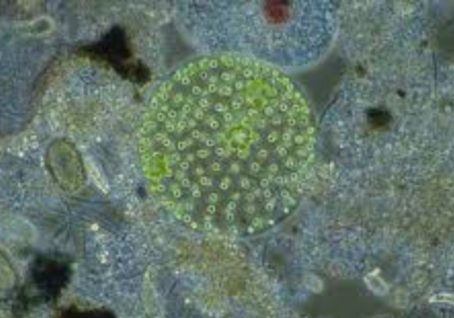 Azotobacter chroococcum