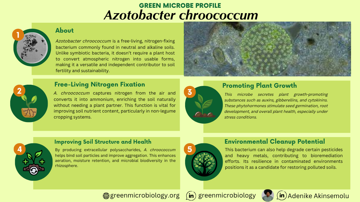 Azotobacter chroococcum