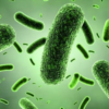 Bacillus amyloliquefacien