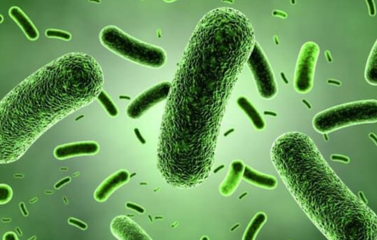 Bacillus amyloliquefacien