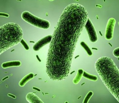 Bacillus amyloliquefacien