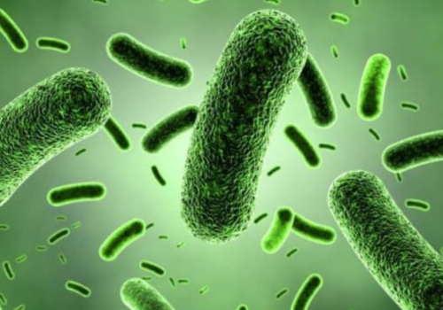Bacillus amyloliquefacien