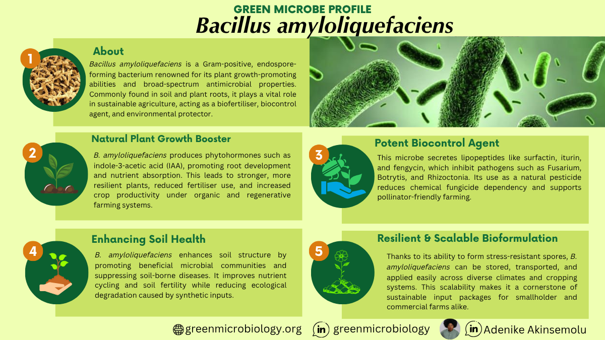 Bacillus amyloliquefaciens