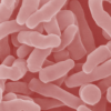 Bacillus azotofixans