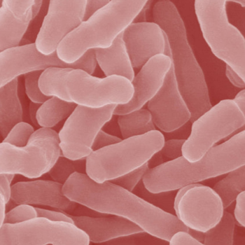 Bacillus azotofixans