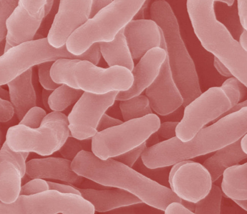 Bacillus azotofixans
