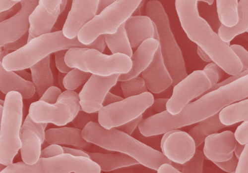 Bacillus azotofixans