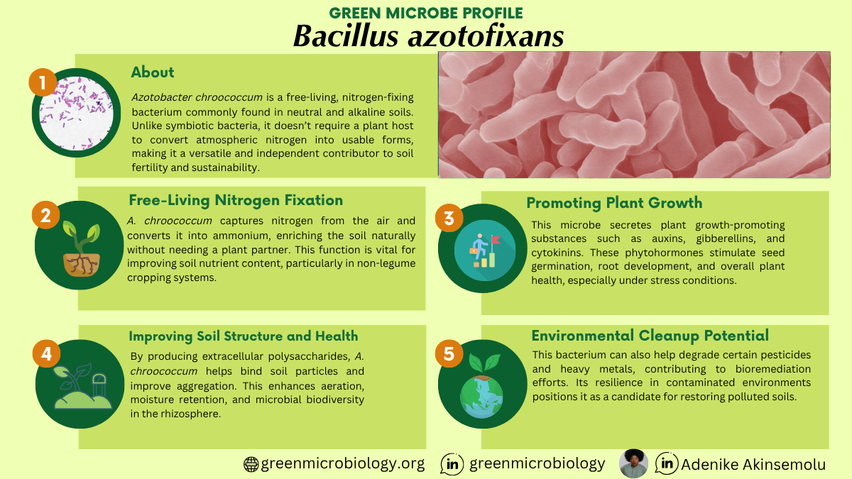 Bacillus azotofixans