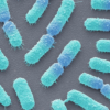 Bacillus megaterium