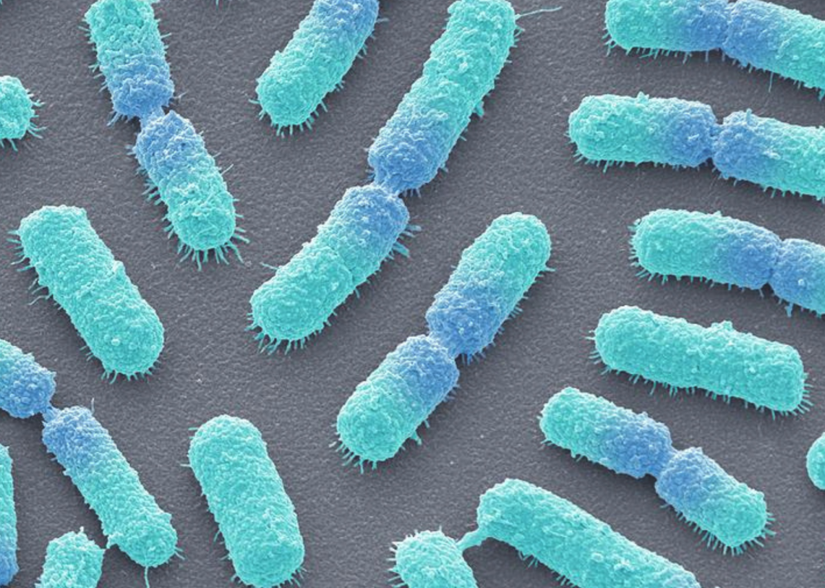 Bacillus megaterium