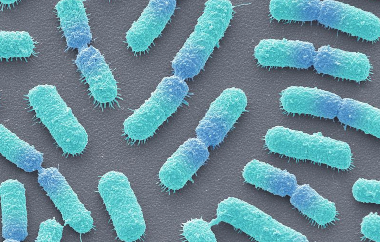 Bacillus megaterium