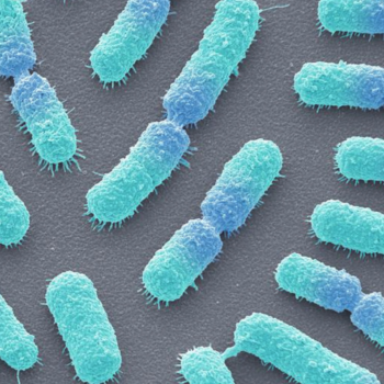 Bacillus megaterium
