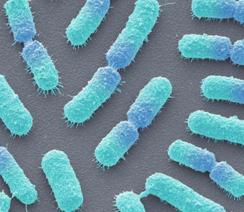 Bacillus megaterium