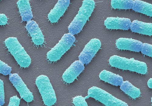 Bacillus megaterium