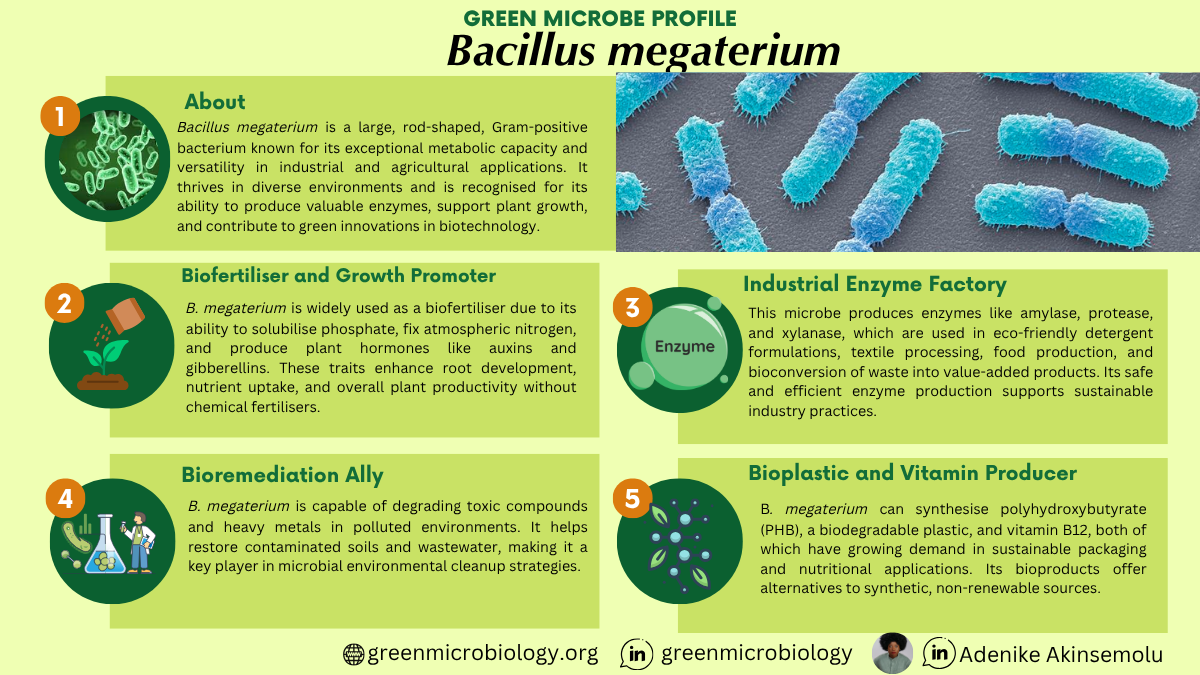 Bacillus megaterium