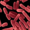Bacillus mucilaginosus