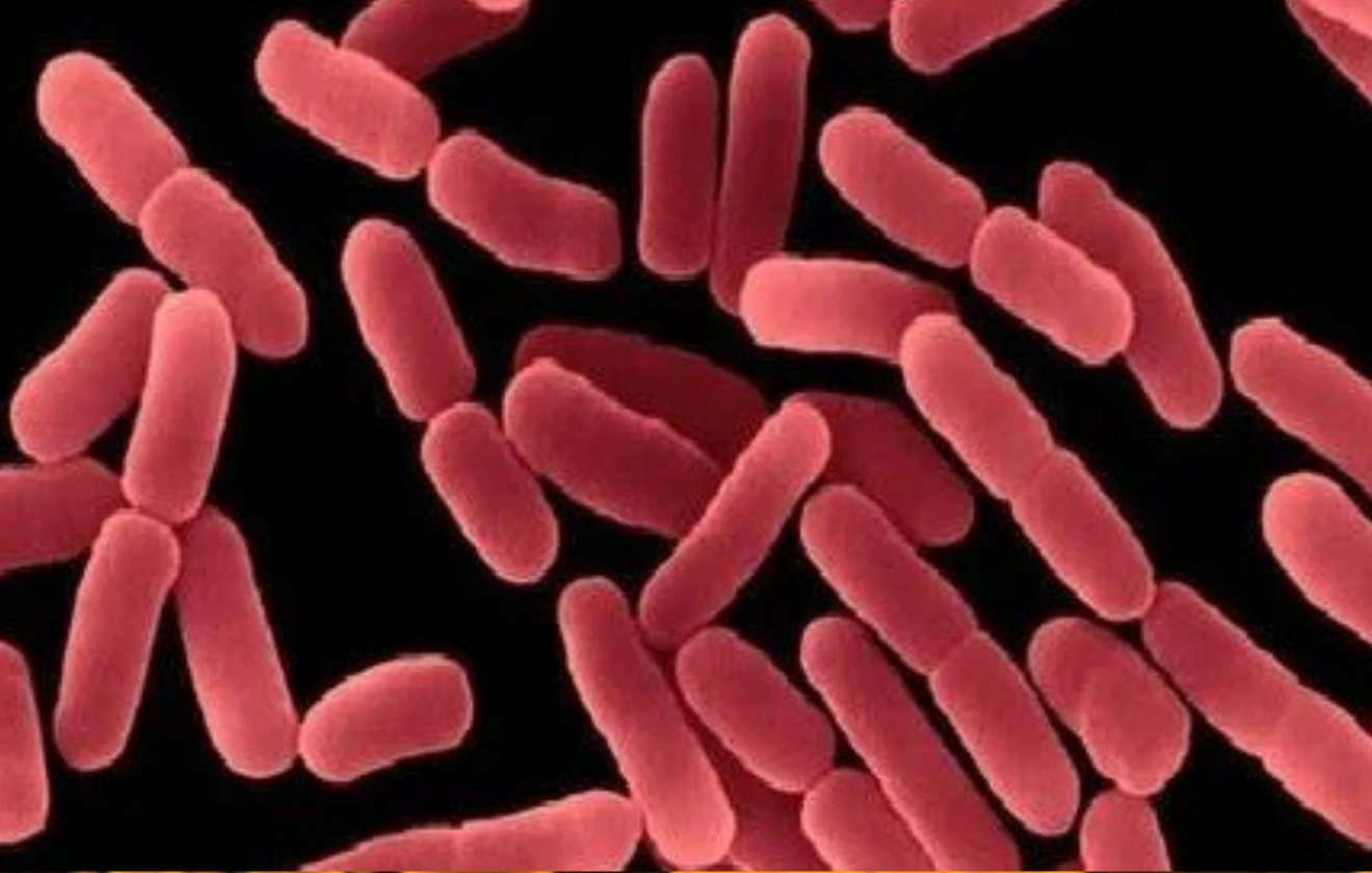 Bacillus mucilaginosus