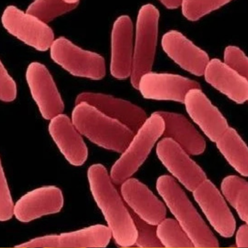 Bacillus mucilaginosus