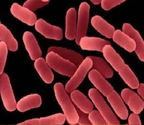 Bacillus mucilaginosus