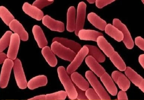 Bacillus mucilaginosus
