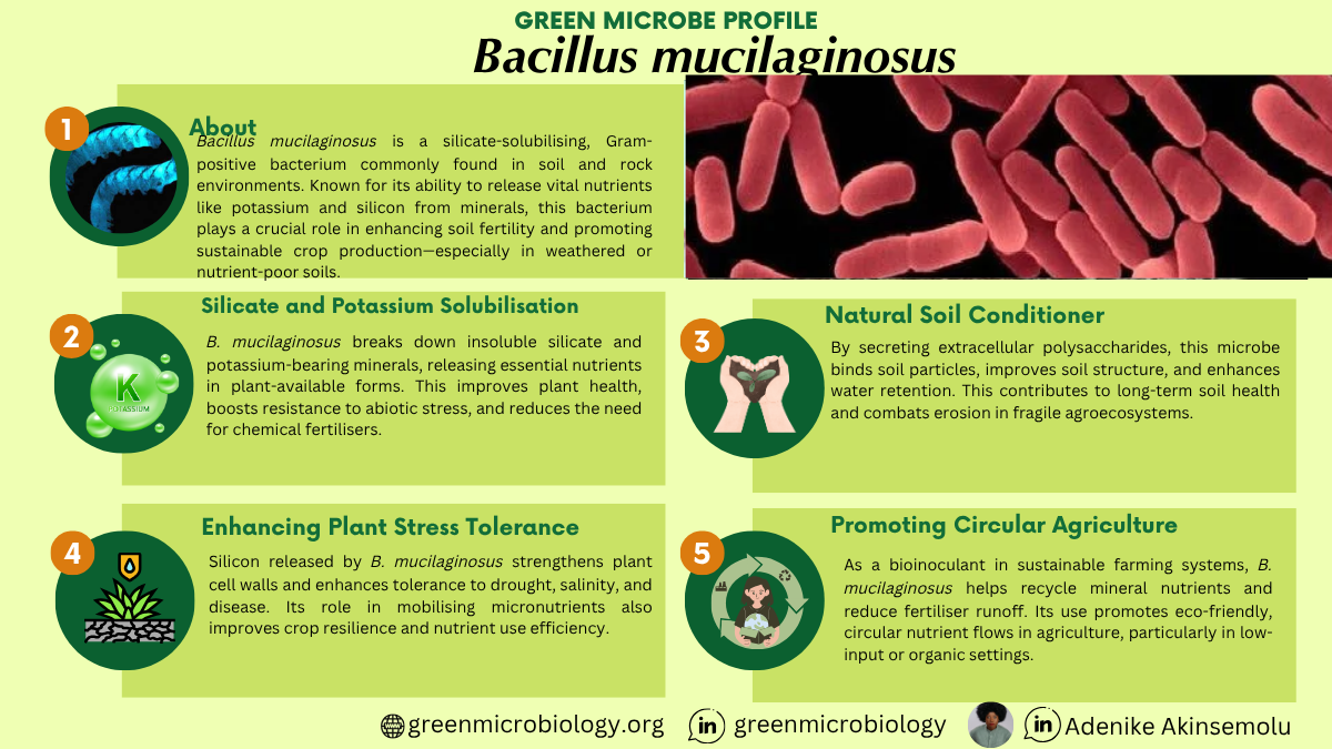 Bacillus mucilaginosus