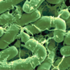 Bacillus thuringiensis