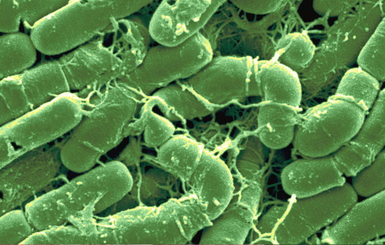 Bacillus thuringiensis