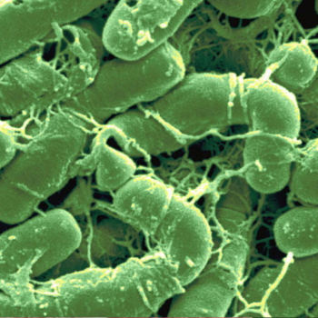 Bacillus thuringiensis