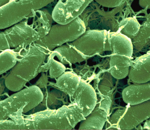 Bacillus thuringiensis