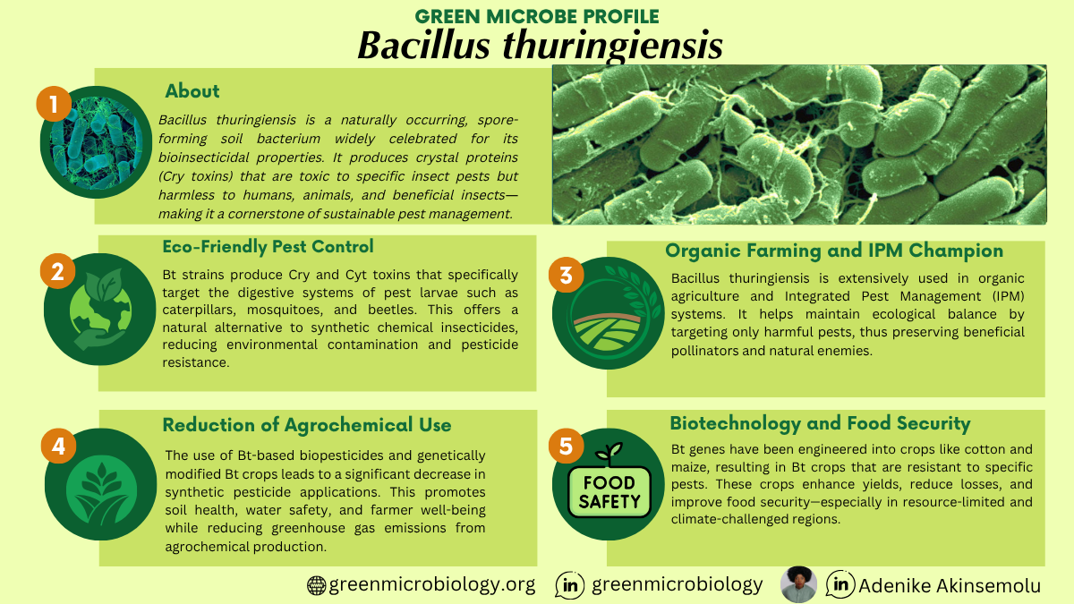 Bacillus thuringiensis
