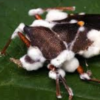 Beauveria bassiana