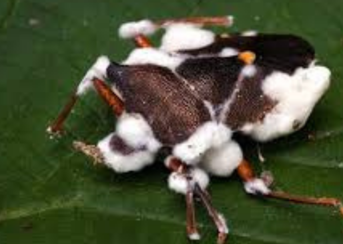 Beauveria bassiana