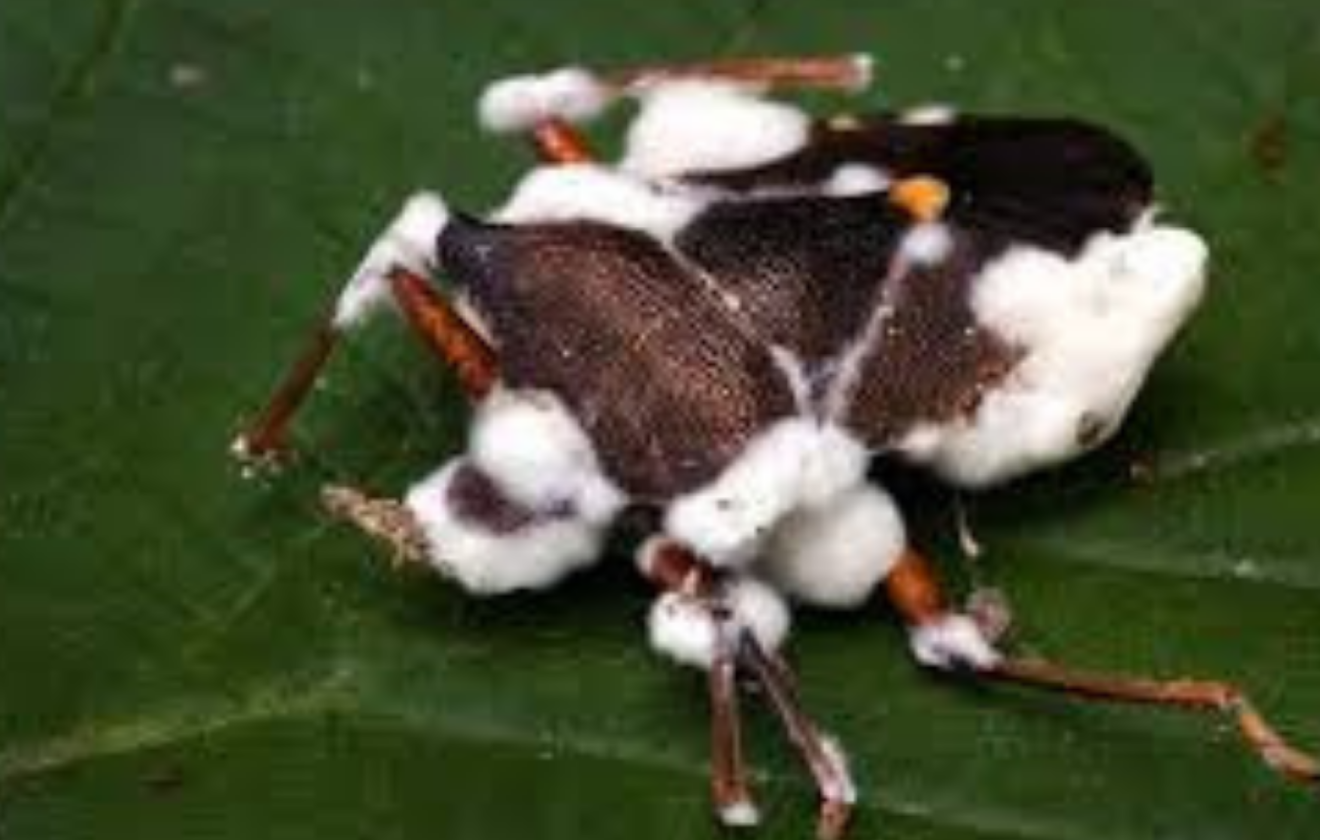 Beauveria bassiana