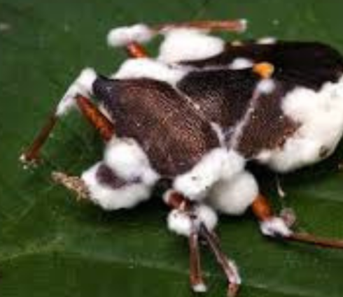 Beauveria bassiana