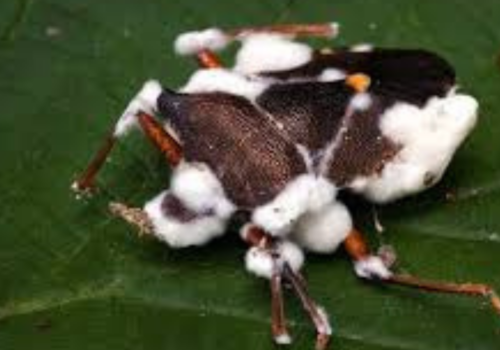 Beauveria bassiana