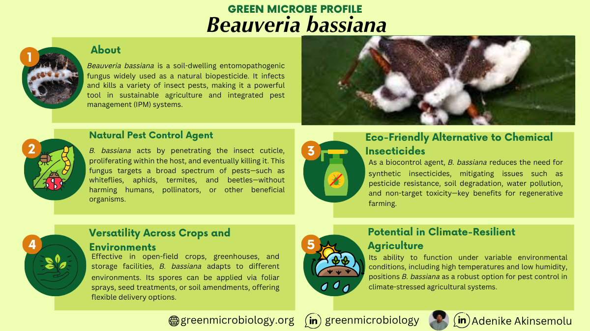 Beauveria bassiana