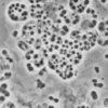 Beijerinckia mobilis