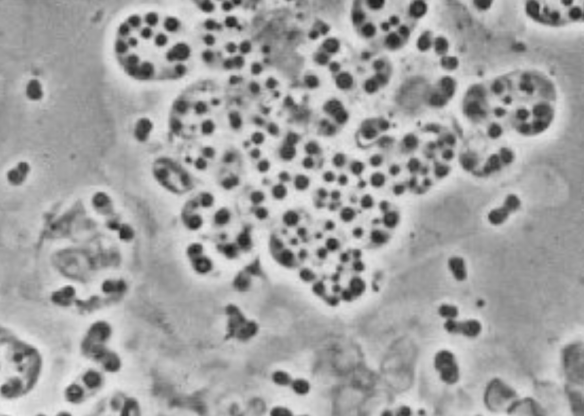 Beijerinckia mobilis